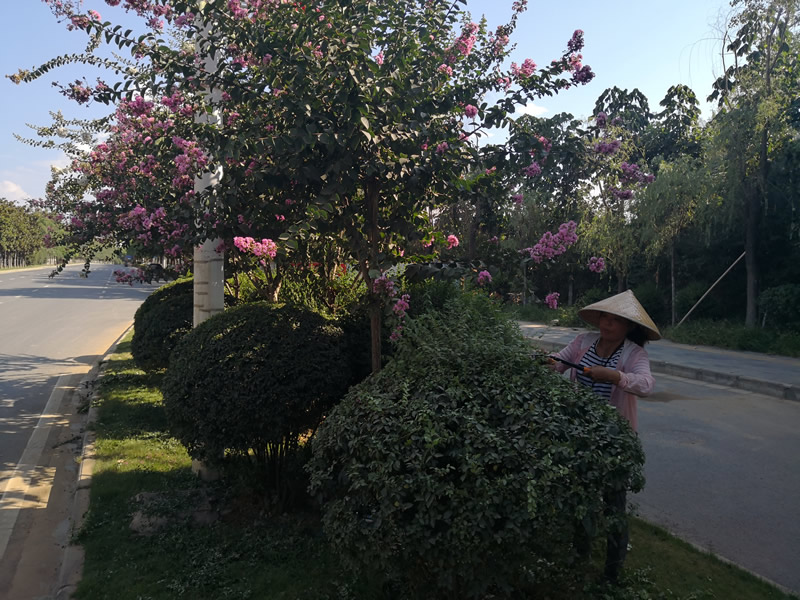 春季修剪