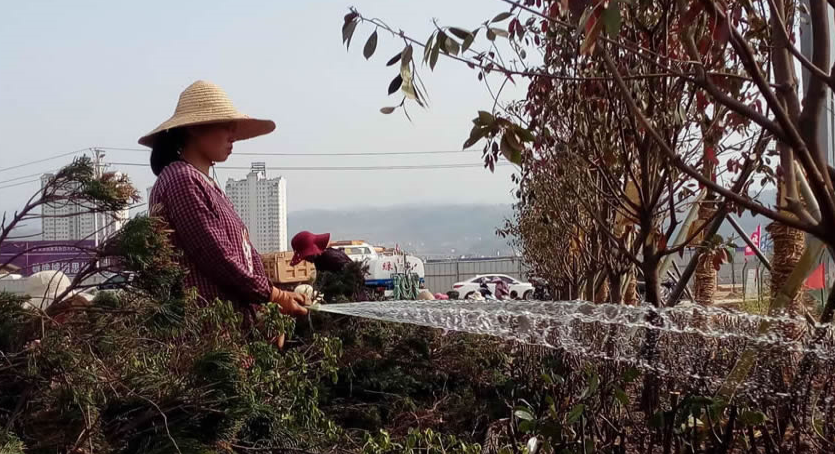 高新一路澆水 