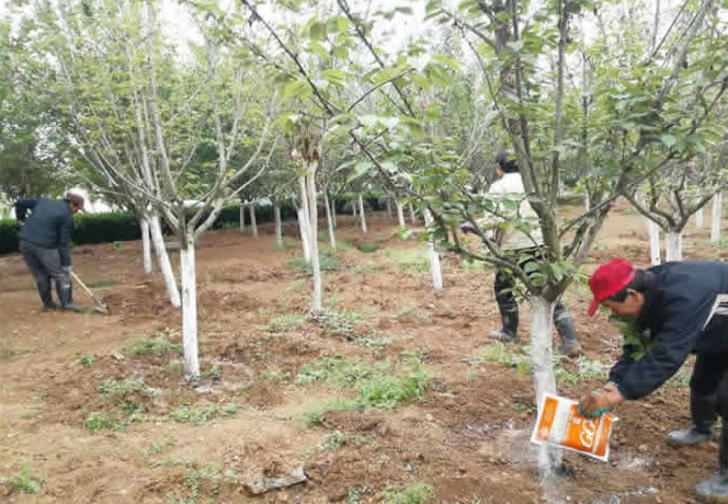 櫻花園病蟲害防治